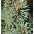 nasiona Świerk gruboigłowy Picea szt5 Fore59